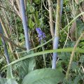 Bluebells in amongst the wilderness.