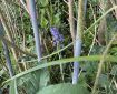 Bluebells in amongst the wilderness.