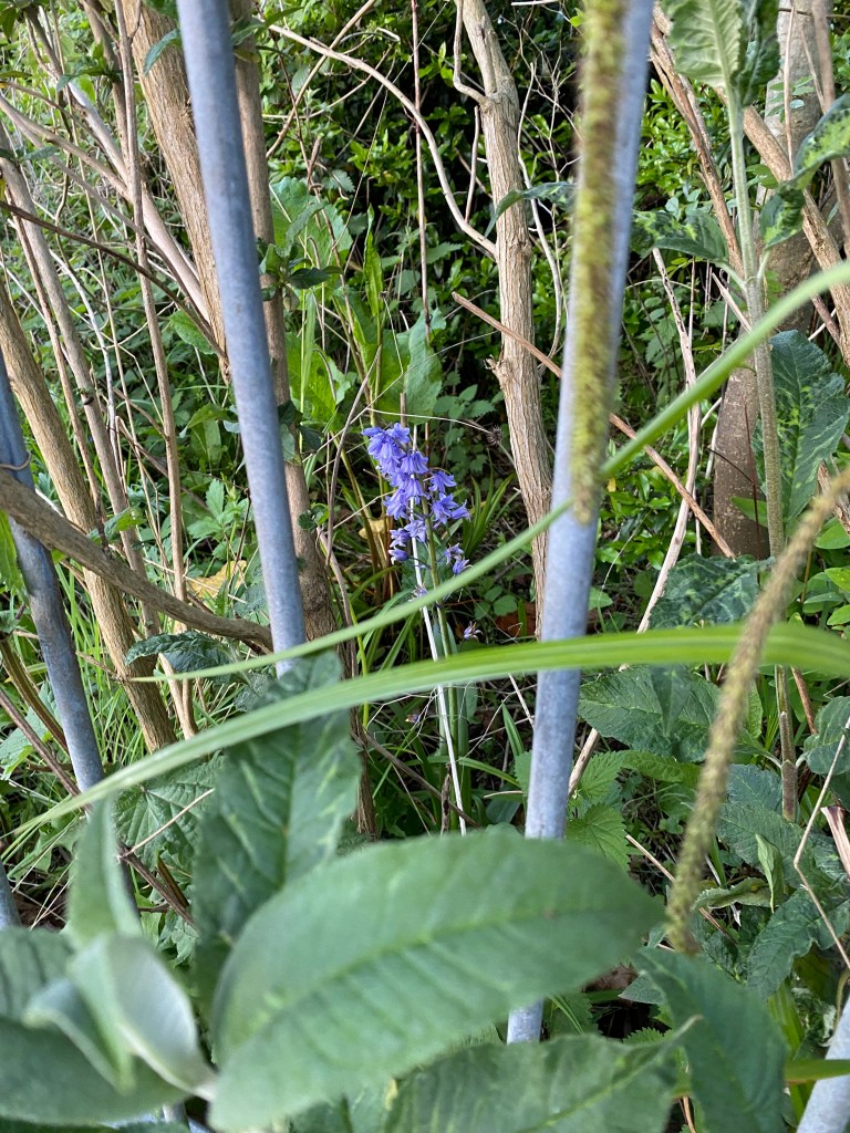 Bluebells in amongst the wilderness.