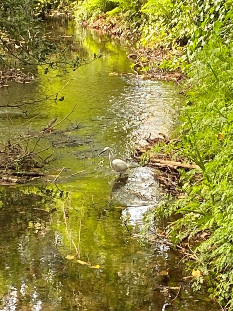 Little Egret enjoying the Totnes leat.