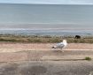Dog on the beach, seagull on the sea wall.