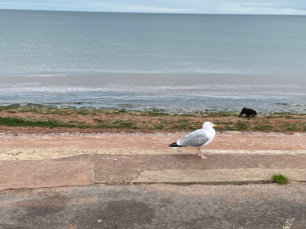 Dog on the beach, seagull on the sea wall.