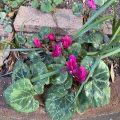 Reddish purple Cyclamen.