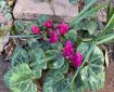 Reddish purple Cyclamen.