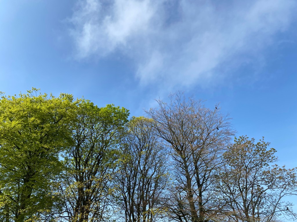 Sunshine on the treetops.