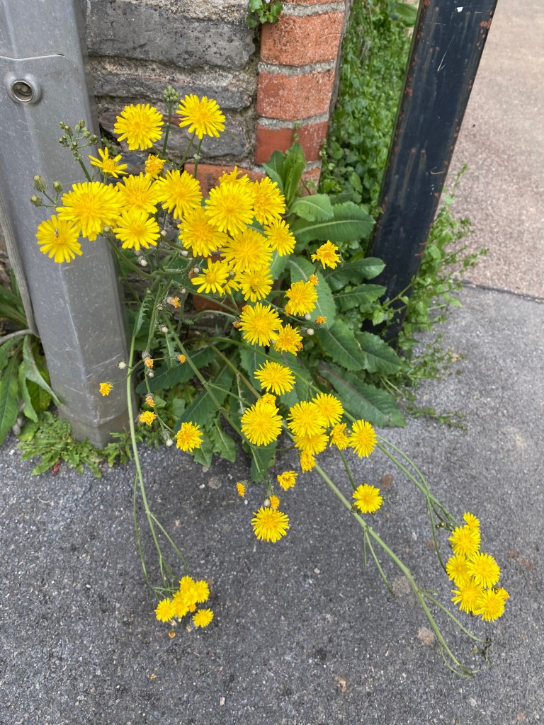 Yellow Hawksbeard.
