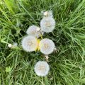 Dandelions.