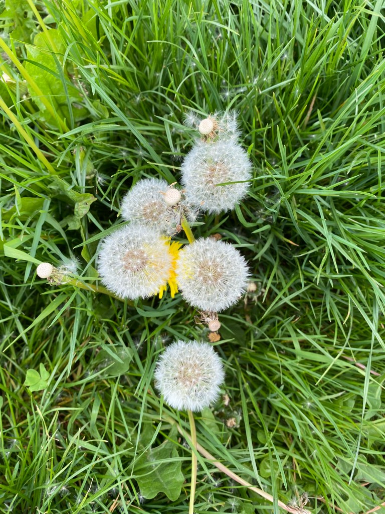 Dandelions.