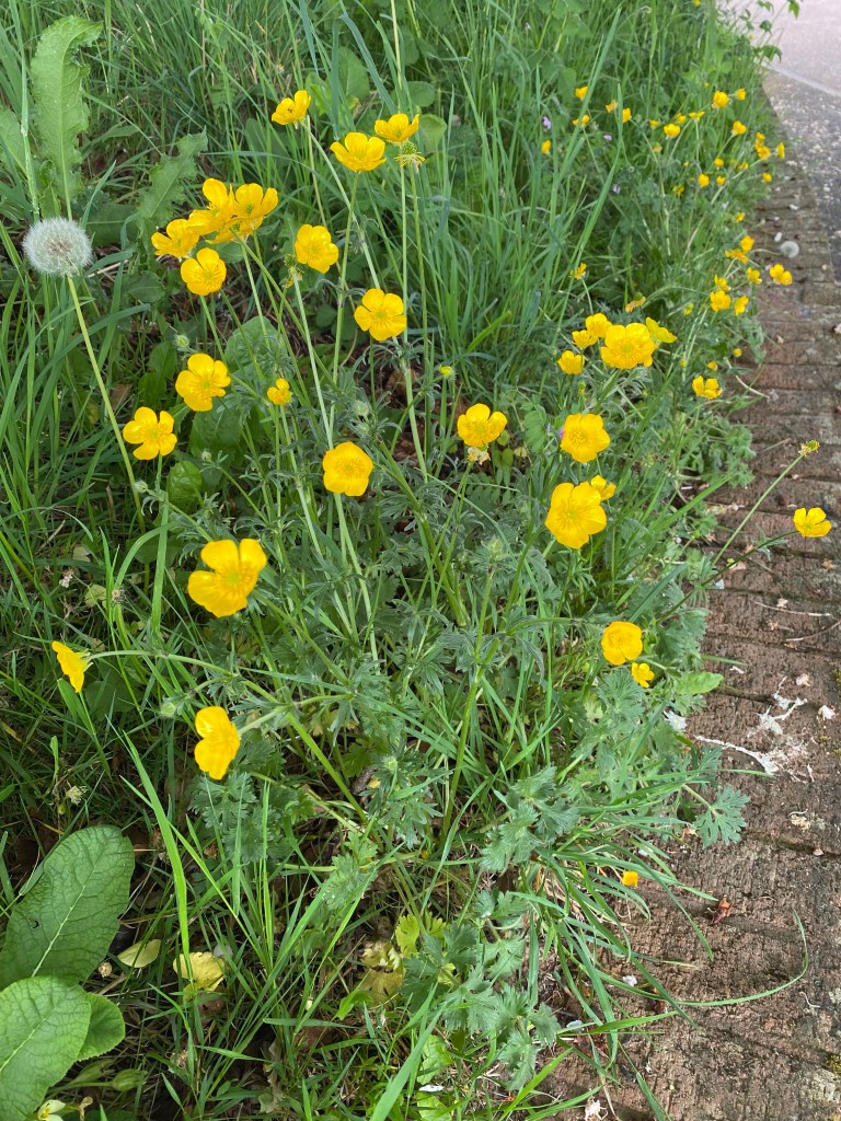 Buttercups in the grass.