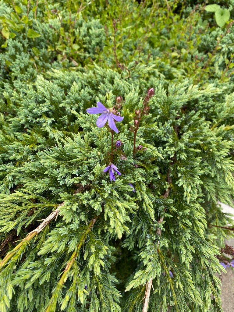 A splash of purple amongst the green.