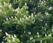 Horse Chestnut tree in bloom.