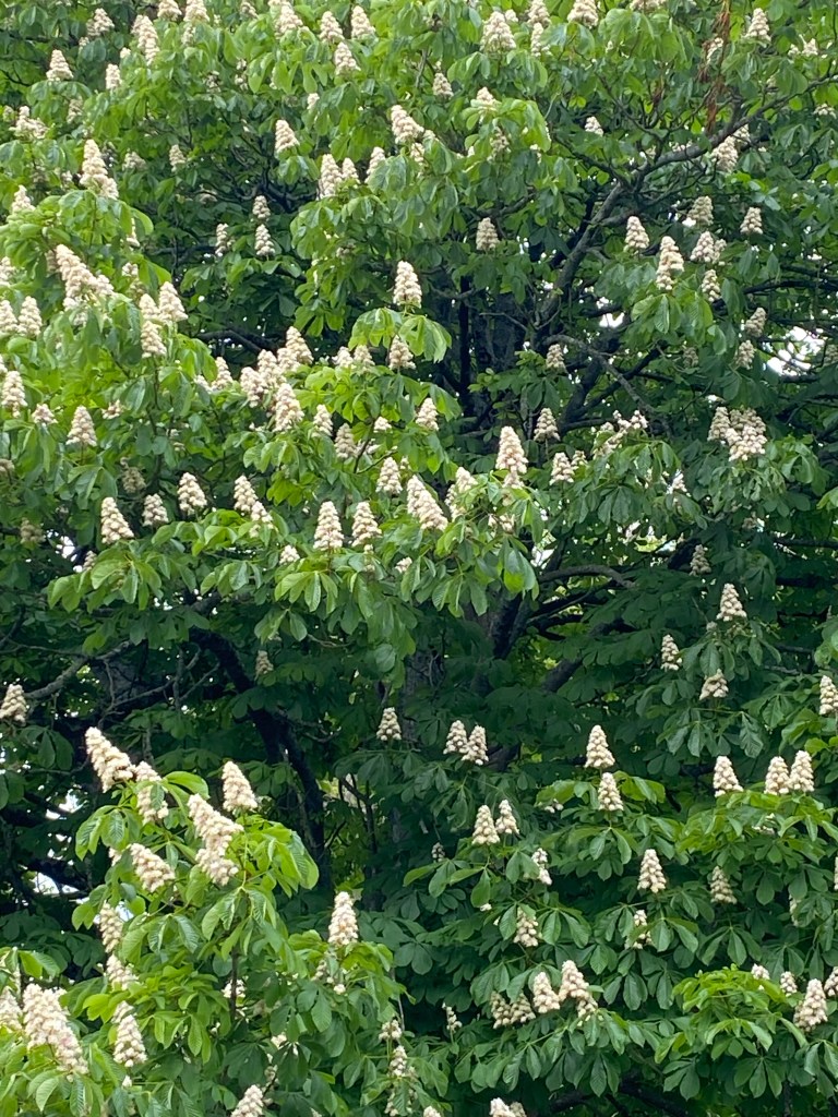 Horse Chestnut tree in bloom.