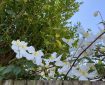 Clematis Montana over the fence.