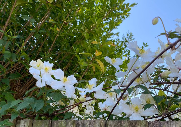 Clematis Montana over the fence.
