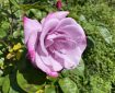 Light purple rose in full bloom.