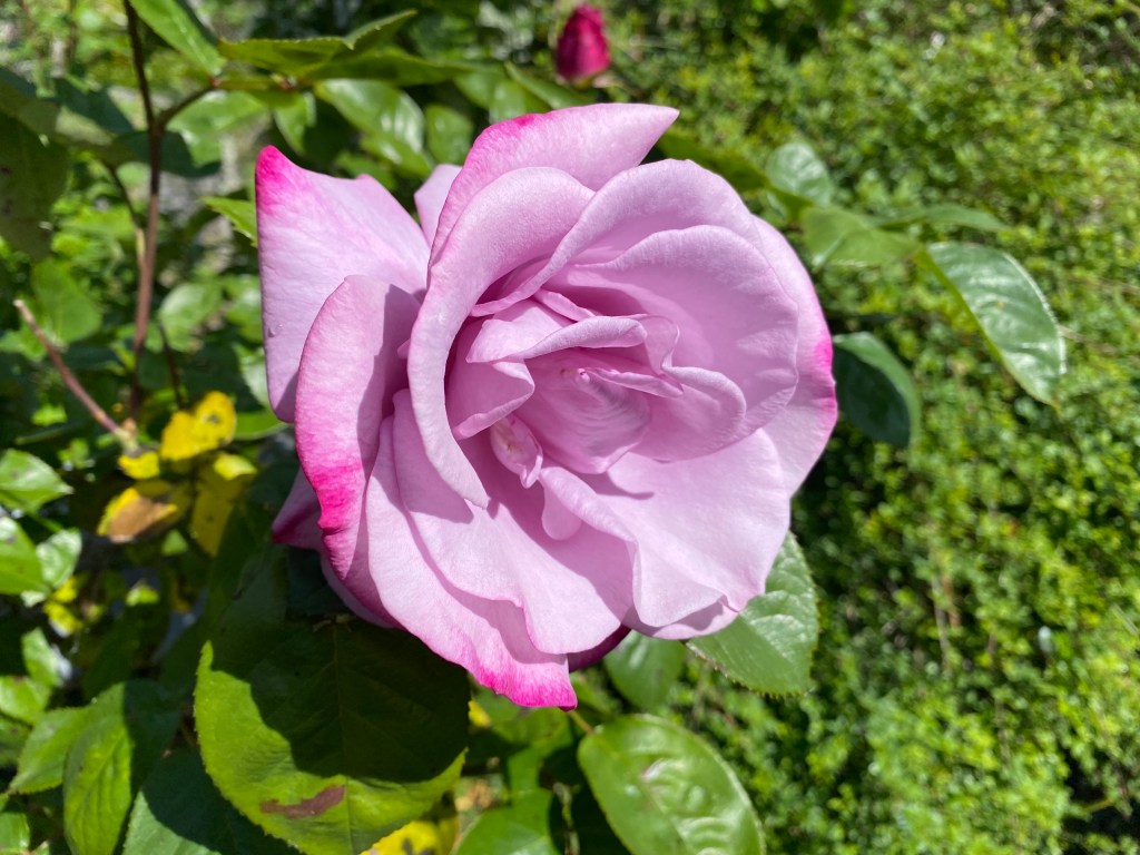 Light purple rose in full bloom.