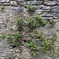 Maidenhair Spleenwort growing up the wall.