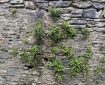 Maidenhair Spleenwort growing up the wall.