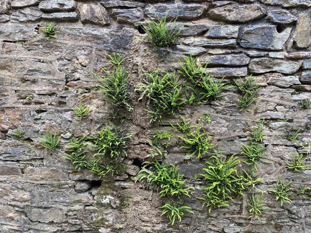 Maidenhair Spleenwort growing up the wall. 