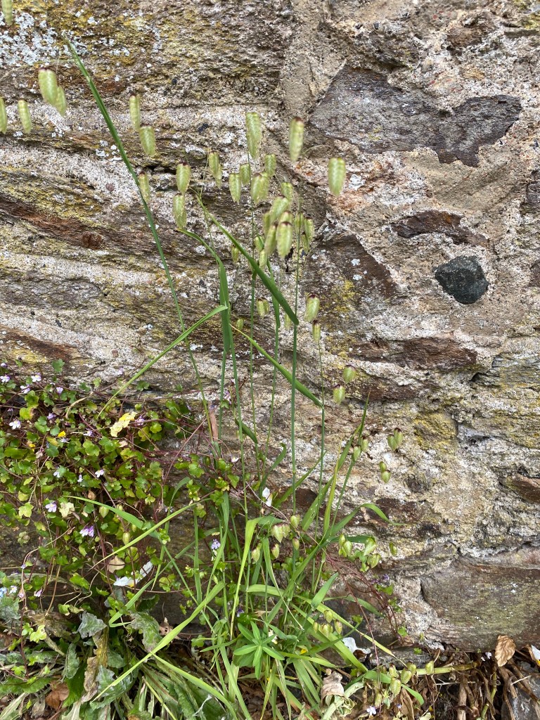 Grass against a  wall. 