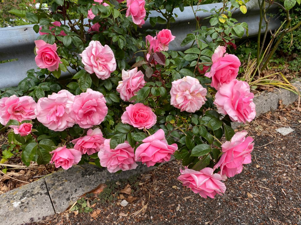 A cluster of pink roses. 