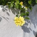 A yellow rose against a white wall.