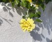 A yellow rose against a white wall.