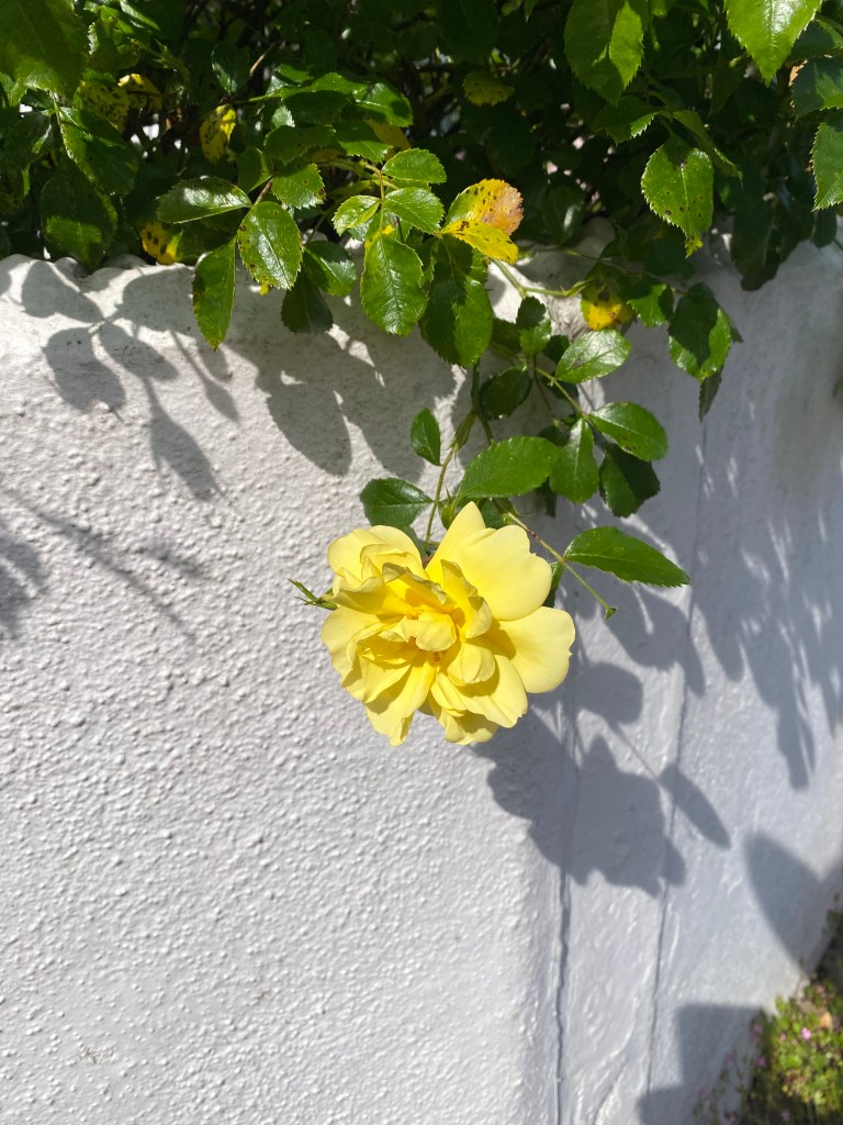 A yellow rose against a white wall.