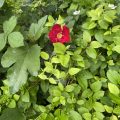 Red flower in amongst green leaves.