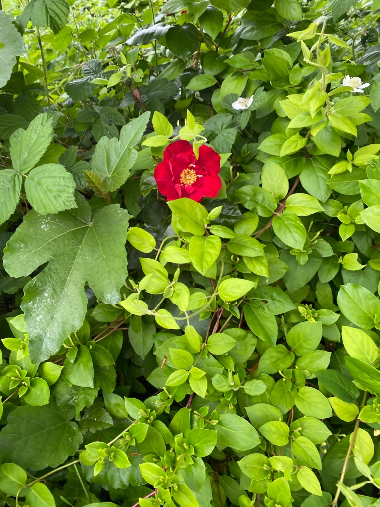 Red flower in amongst green leaves.