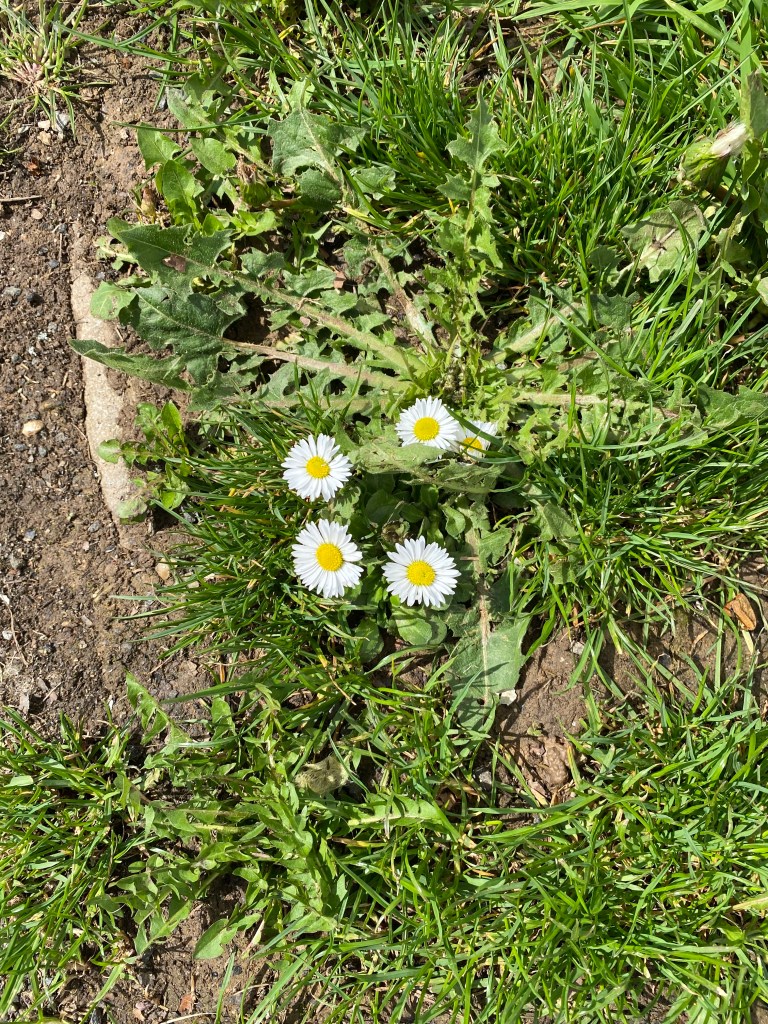 Four Daisies.