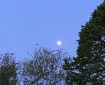 Moon over the trees.