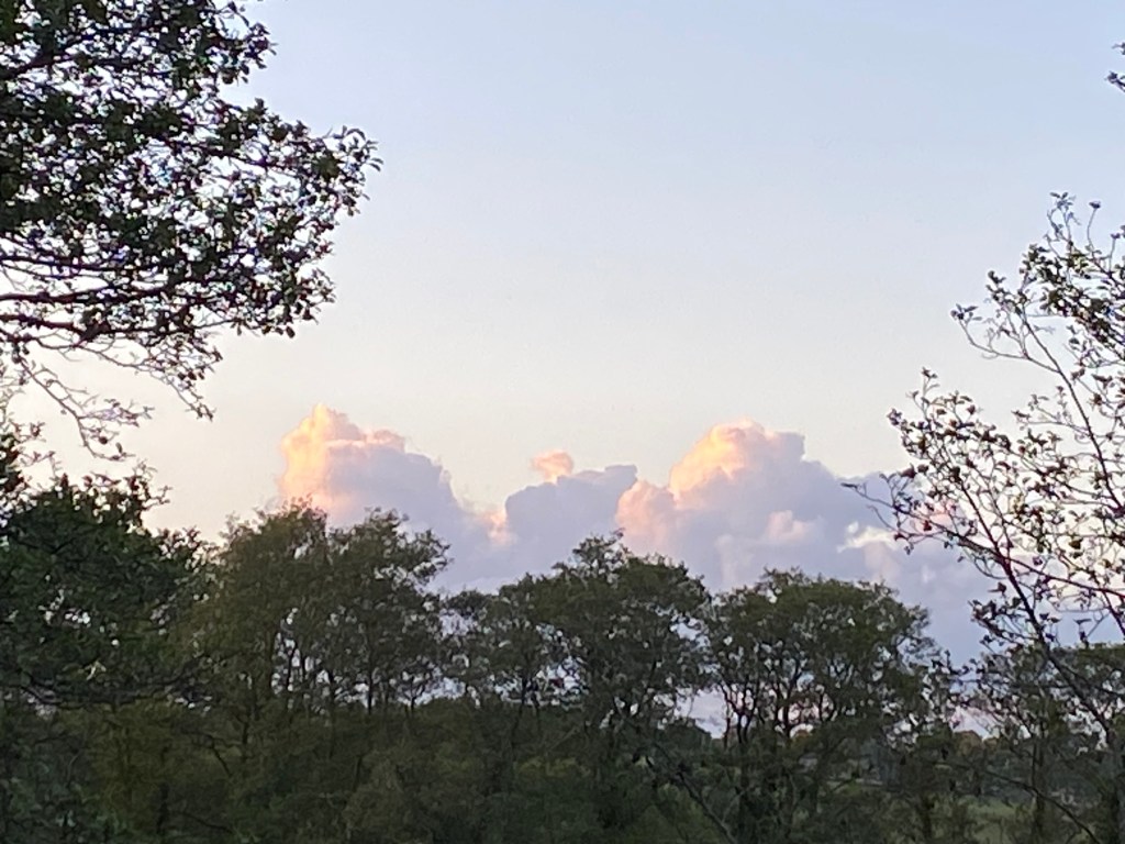 Yellow, pink, white, and grey clouds put on a show above the trees in Totnes.