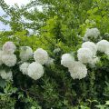 Snowball tree (Viburnum opulus Sterile).