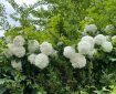 Snowball tree (Viburnum opulus Sterile).