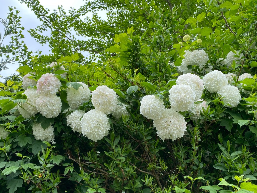 Snowball tree (Viburnum opulus Sterile).