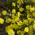 Helianthemum Hirtum?