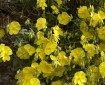 Helianthemum Hirtum?
