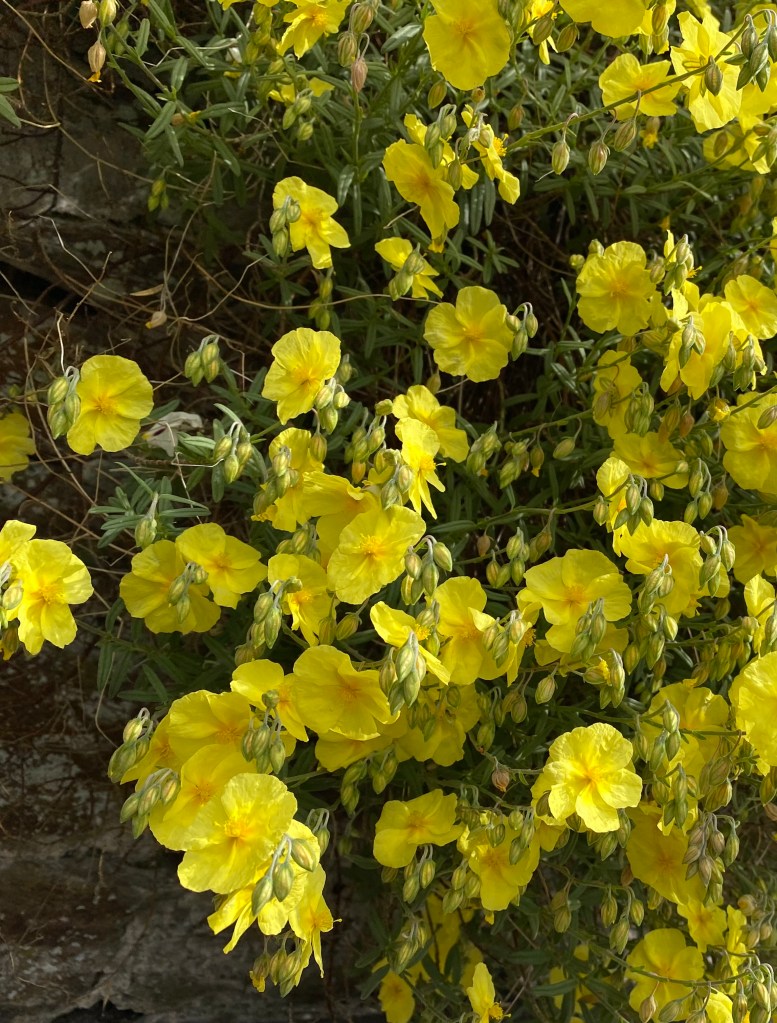 Helianthemum Hirtum?