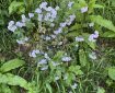Small blue white flowers growing on a grass bank.