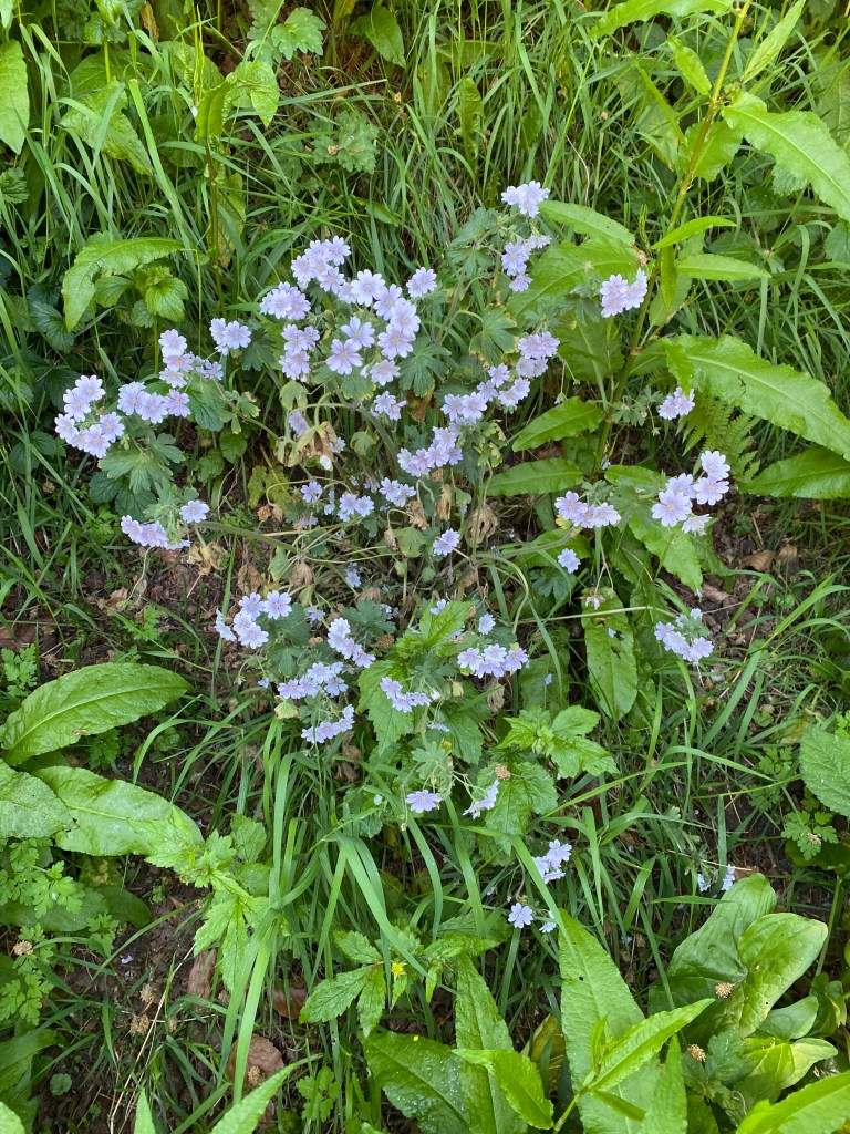 Small blue white flowers growing on a grass bank.