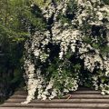 White Spirea bush in bloom.