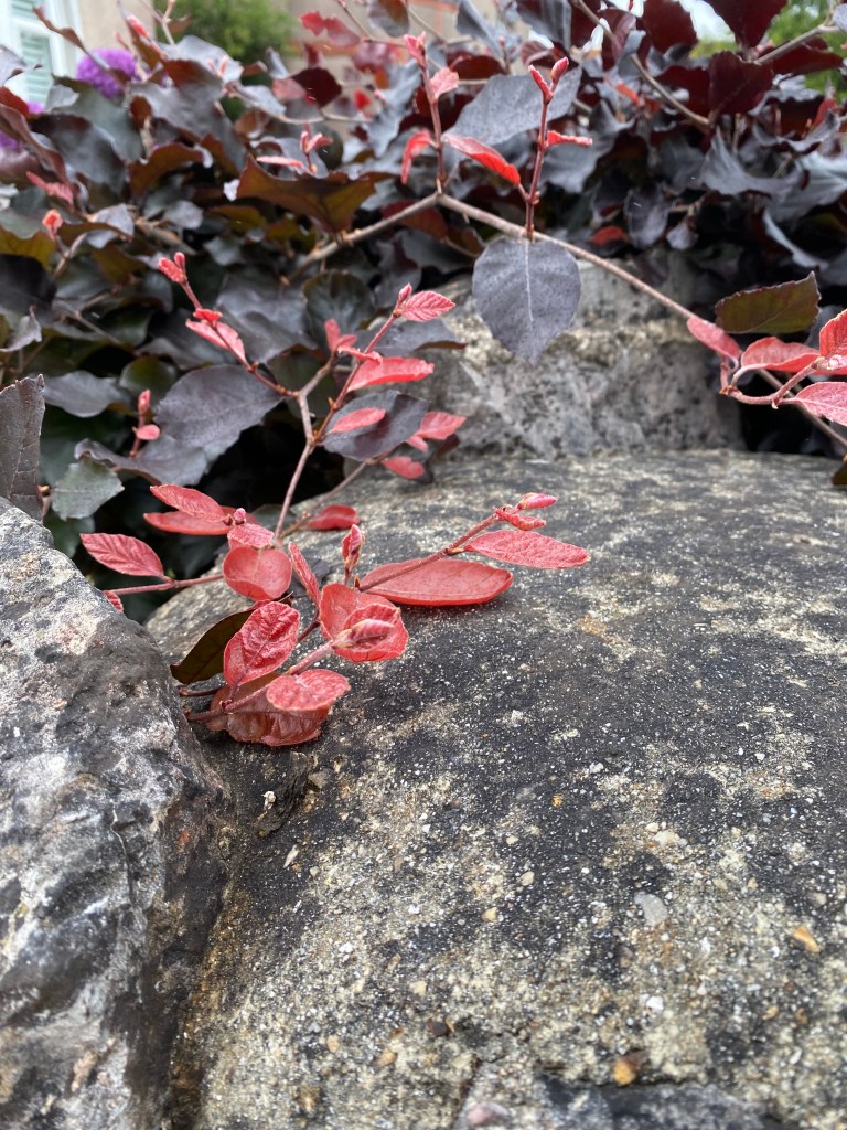New light maroon leaves resting on some rocks.
