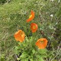 Orange poppies.