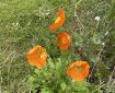 Orange poppies.