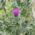 Thistle.