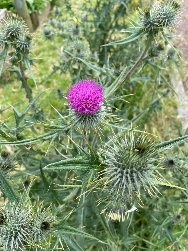 Thistle.