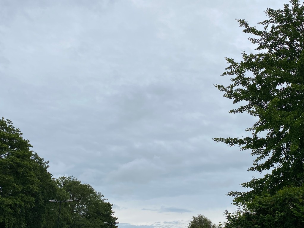 Grey blue sky resting above the trees.