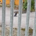 A bird between the bars and a skip.