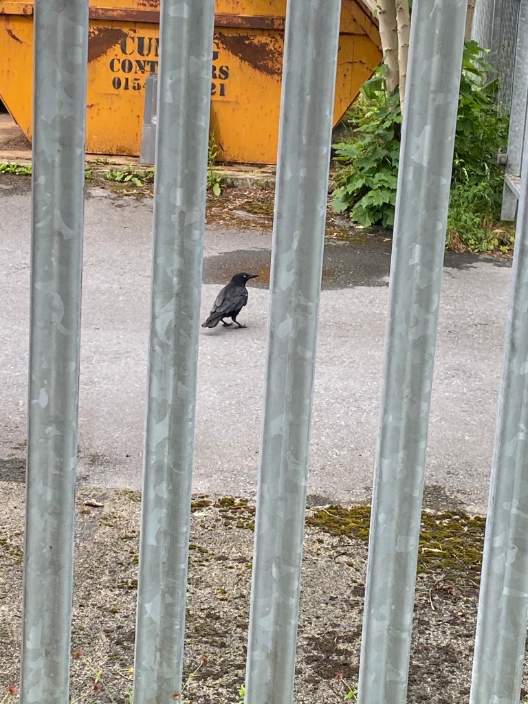 A bird between the bars and a skip. 
